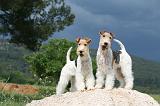 FOX TERRIER 602